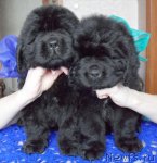 Превью фото № 92236