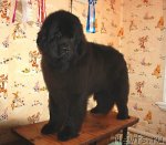 Превью фото № 92261