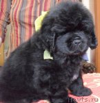 Превью фото № 92616