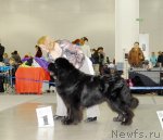 Превью фото № 92877