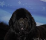 Превью фото № 92890