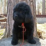 Превью фото № 93113