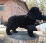 Превью фото № 93153