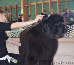 Превью фото № 93188