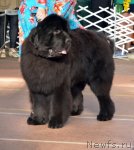 Превью фото № 93194