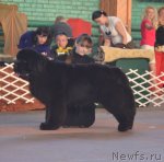 Превью фото № 93201