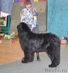 Превью фото № 93229