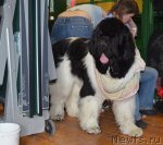 Превью фото № 93237