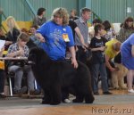 Превью фото № 93252