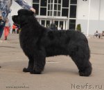 Превью фото № 93301