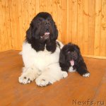 Превью фото № 93375