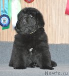 Превью фото № 93385