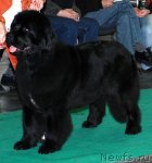 Превью фото № 93498