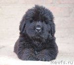 Превью фото № 93554