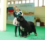 Превью фото № 93636