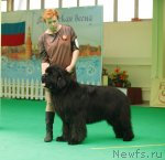 Превью фото № 93643