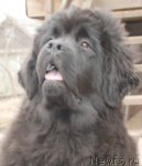 Превью фото № 93715