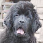 Превью фото № 93716