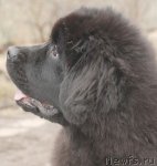 Превью фото № 93717