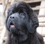 Превью фото № 93720