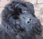 Превью фото № 93725