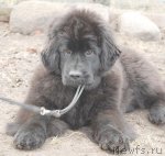 Превью фото № 93727