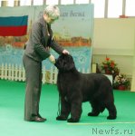 Превью фото № 93750