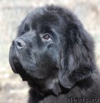 Превью фото № 93959