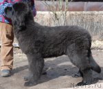 Превью фото № 94013