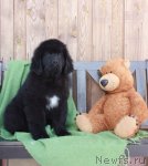 Превью фото № 94135