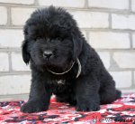 Превью фото № 94144