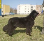 Превью фото № 94146