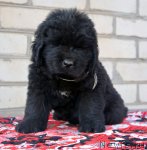 Превью фото № 94147