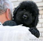 Превью фото № 94171