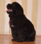 Превью фото № 94176