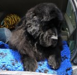 Превью фото № 94207