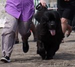 Превью фото № 94213