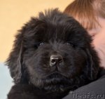 Превью фото № 94223