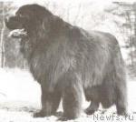 Превью фото № 944