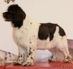 Превью фото № 94426