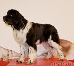 Превью фото № 94429