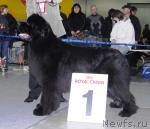 Превью фото № 9447