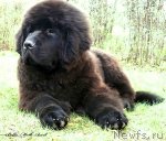 Превью фото № 94492