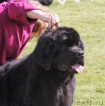 Превью фото № 94528