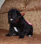 Превью фото № 94675