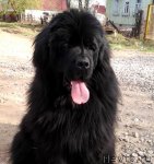 Превью фото № 94791