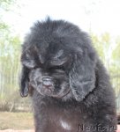 Превью фото № 94852