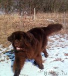 Превью фото № 94888