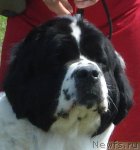 Превью фото № 94935