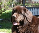 Превью фото № 95005